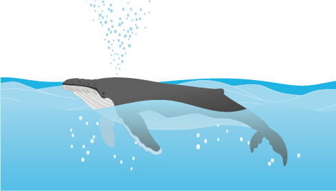クジラの噴気ブロー