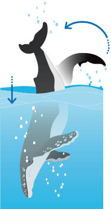 フルークアップ／ダウンダイブ