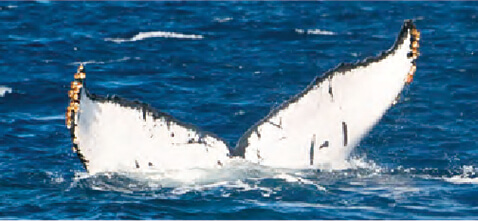 ZA-1880 エイチ（H） ♀