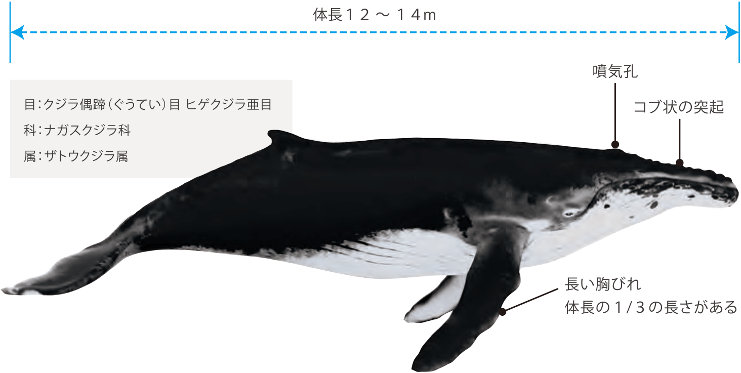 慶良間に回遊してくるザトウクジラ