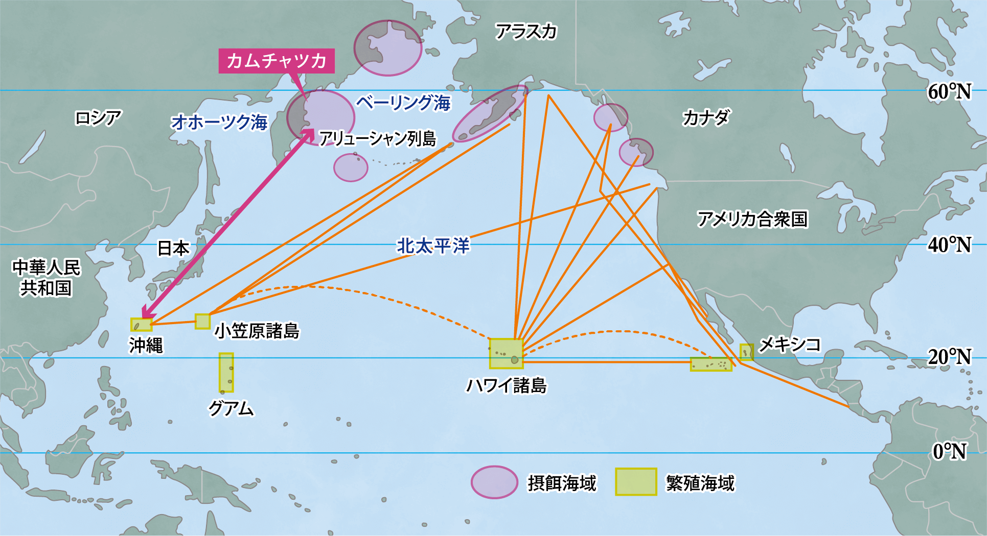 ザトウクジラの繁殖海域