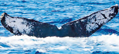 ZA-8 Z（ゼット） ♂