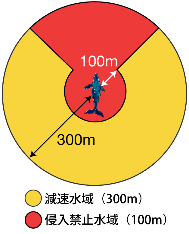 クジラの位置から300m以内を「減速水域」、クジラの位置から100m以内を「制限水域」に設定