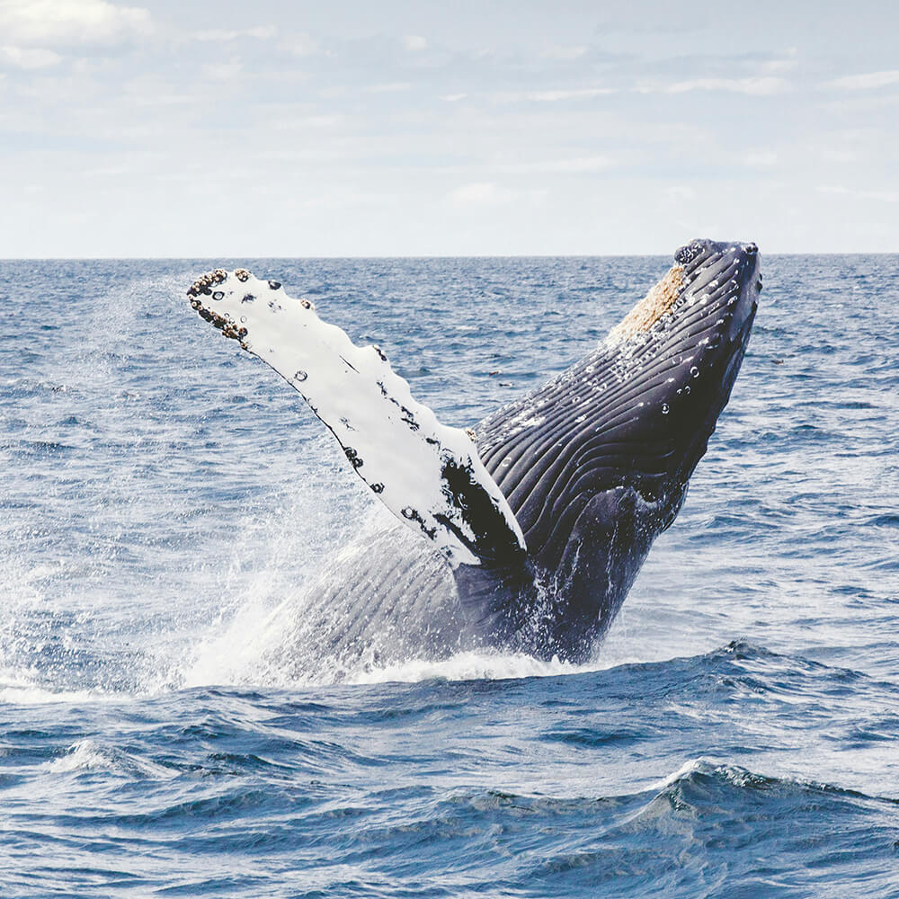 ホエールウォッチング