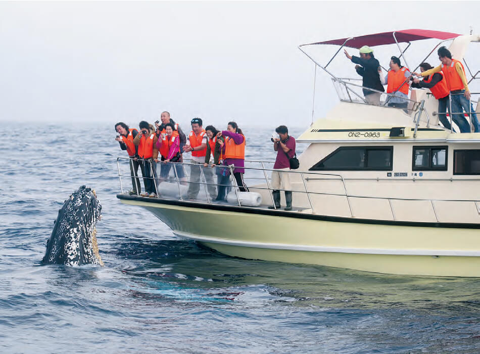 陸と海で連携した世界に誇るホエールウォッチング