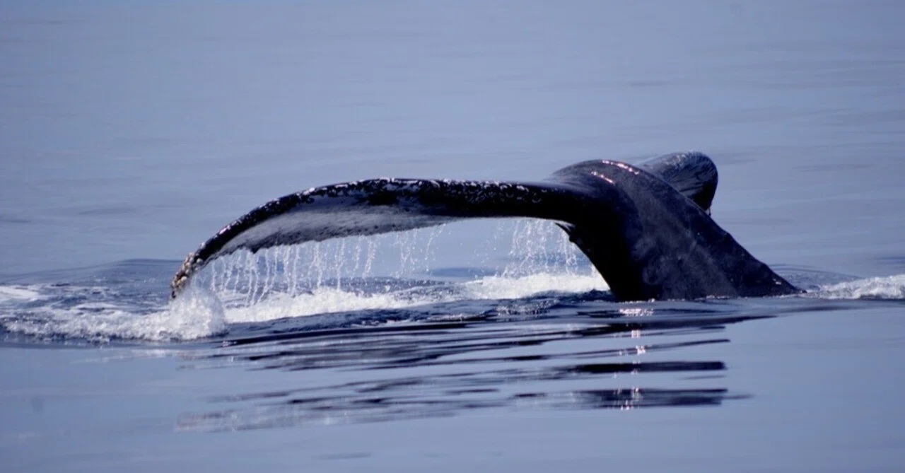 2026 ホエールウォッチング開始はもうすぐ！